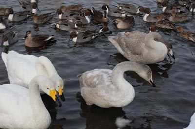 08010202.jpg 08010202.jpg