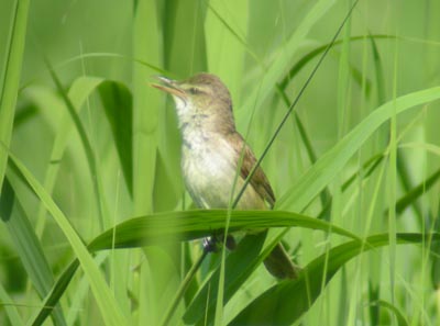 08062803.jpg 08062803.jpg