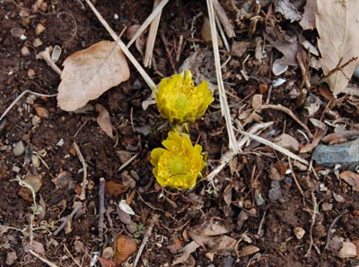 ふくじゅそう.jpg ふくじゅそう.jpg