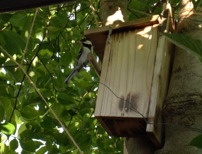 subako00.jpg subako00.jpg