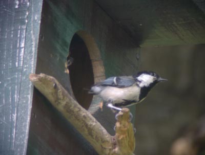 subako0301.jpg subako0301.jpg